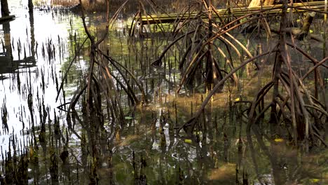 dried old age branches in calm lake of thailand, still close up shot