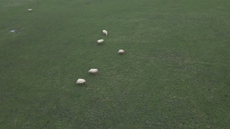 Adorable-fluffy-white-sheep-eat-grass-in-English-field,-aerial-view