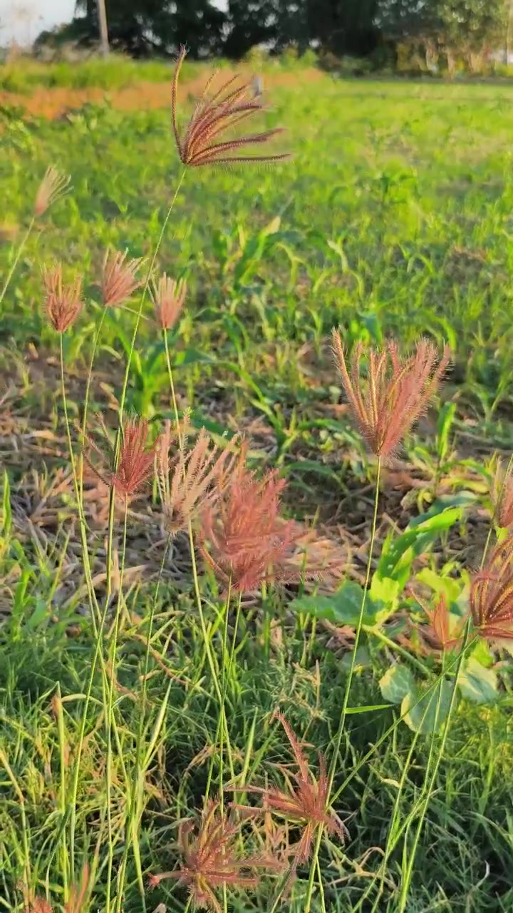 Erba selvatica ondeggiante al vento in un campo di campagna