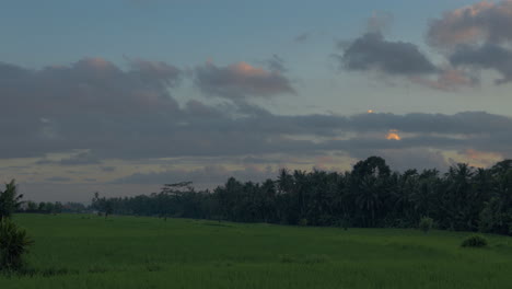 Lush-Green-Fields-With-Rice-Crops-And-Palm-Trees-At-Sunrise-Near-Ubud-In-Bali,-Indonesia