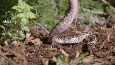 handling a baby burmese python in natural forest setting