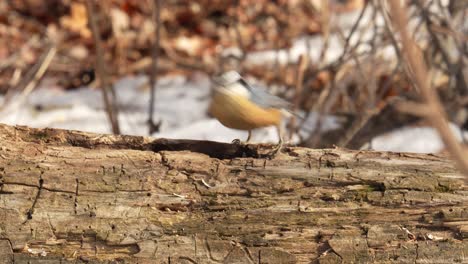 slow motion video of a hungry red breasted nuthatch foraging on a decaying log before flying away