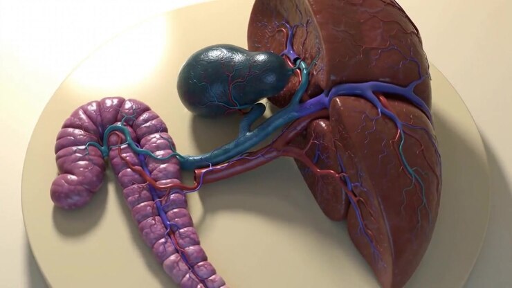 Anatomical model of the liver, gallbladder and intestines rotating slowly on a round display disc