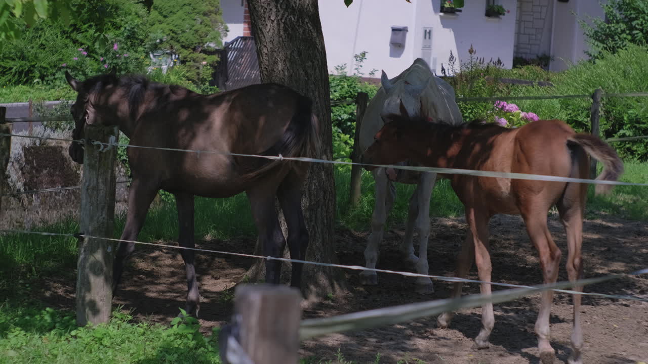 caballos en un entorno rural