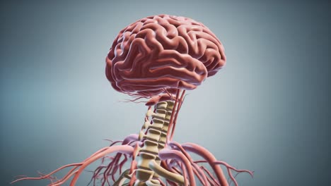 anatomical model of human brain and spinal cord with vascular system highlighted, displaying interconnected nerves and blood vessels in detail
