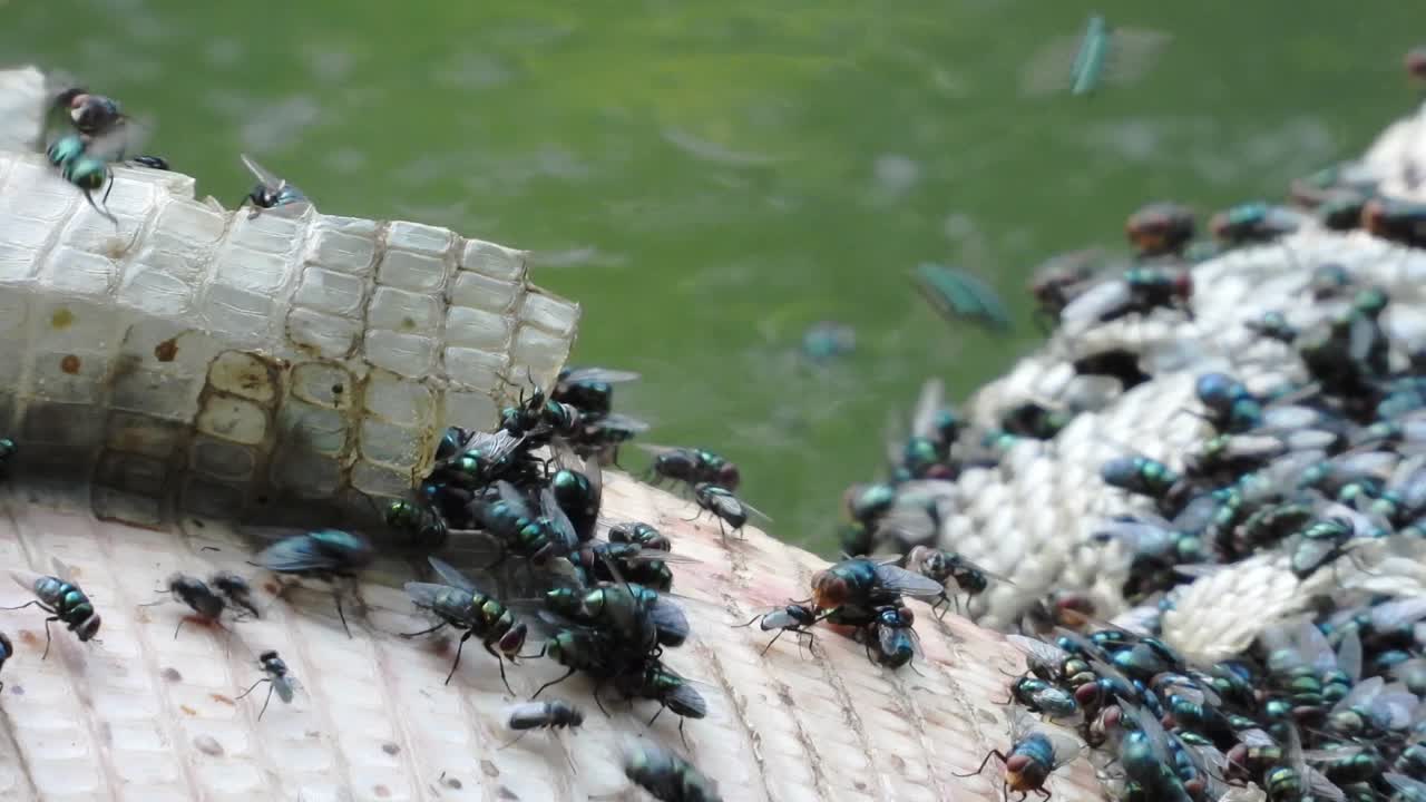 푸른 병의 그룹은 물 도마의 사체를 맛있고 영혼적으로 먹고 있습니다.