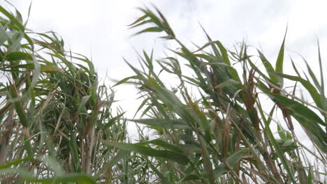 Windy-weather-and-swaying-reeds