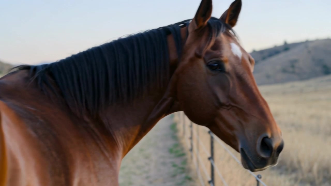 Cavallo baio che cammina si avvicina a una recinzione, rallentando e girando la testa su una pista sterrata con la cavezza, osservando le colline.
