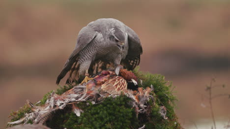 raptor eating prey on a mossy mound