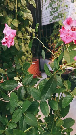 beautiful pink rose flowers in a garden