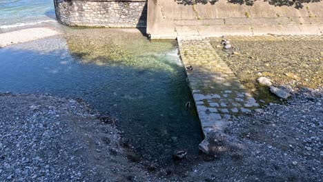 a duck swims near a stone wall