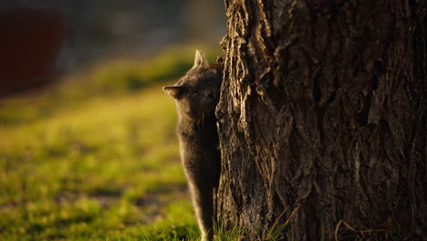 Slow-motion-shot-of-a-dark-cat-scratching-itself-against-the-tree-bark