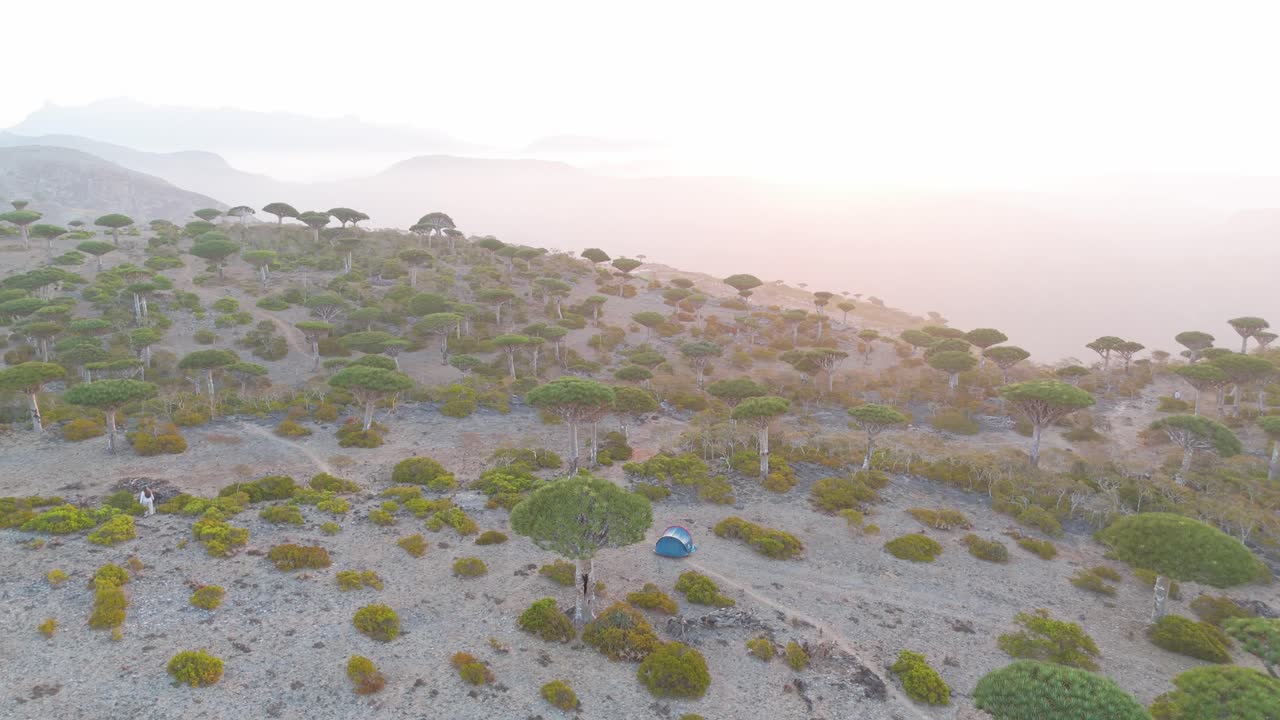bosque de árbol de sangre de dragón de socotra, antiguo paisaje endémico, toma aérea de un dron
