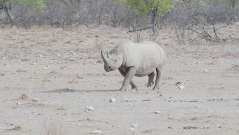 rhinocero walking through the savanna in namibia