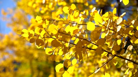 Closeup-view-of-fluttering-golden-aspen-leaves-in-slow-motion