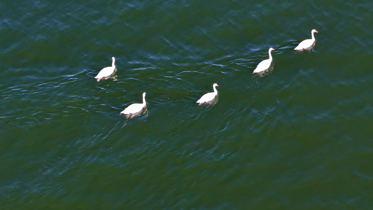 Five white swans swimming together on dark green water of the Baltic Sea