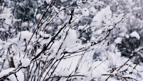 Schneebedeckte-Bäume