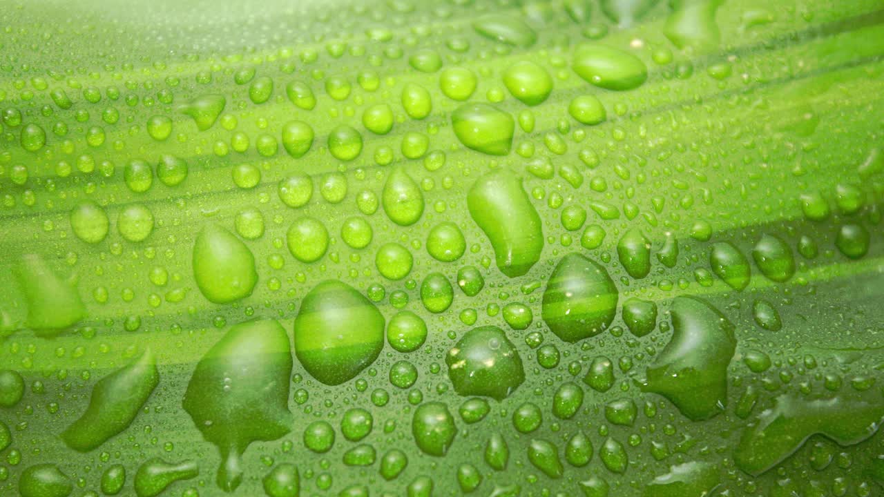 녹색 질감의 잎에 물방울이 어지고 축적됩니다. 위에서 아래로 높은 각도로 가까이 찍은 사진입니다.