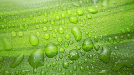 Water-drops-splashing-and-accumulating-together-on-green-textured-leaf---top-down-high-angle-close-up-shot