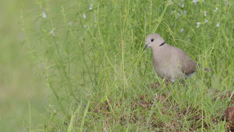 female red collared dove feeding on grass seeds in the green monsoon environment