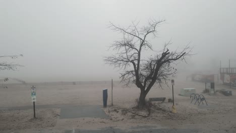 Rotating-around-a-barren-tree-on-a-cold-misty-October-morning