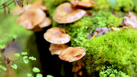 close-up of mushrooms and vibrant green moss in kinloch, new zealand. natural lighting highlights the serene forest environment