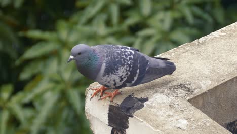 Pigeon Perched on a Concrete Surface