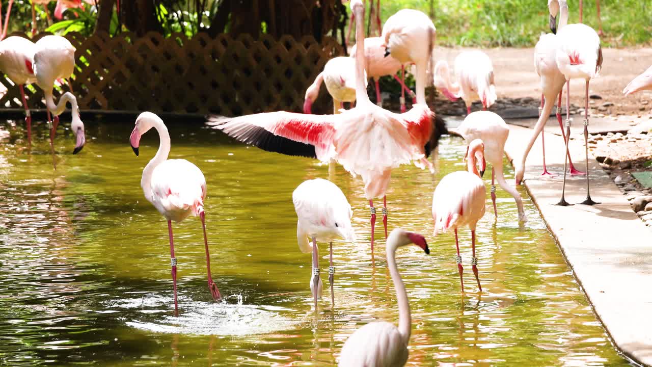 홍콩 의 연못  에서 상호 작용 하는 플라밍고