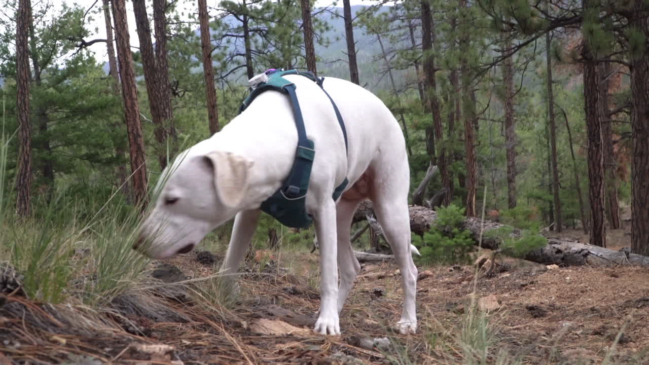 Dog sniffs grass during a hike in evergreen forest