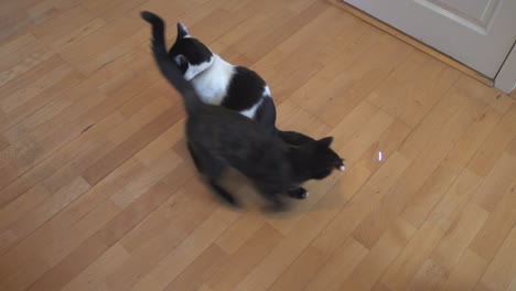 small cat chasing laser pointer around big cat