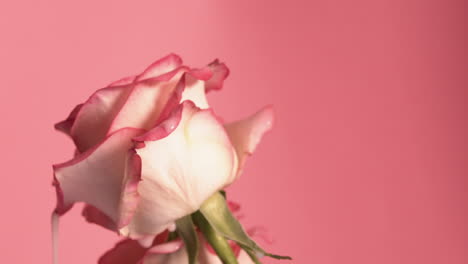 Reversed-Slowmotion-Macro-Shot-of-coloured-milk-splashing-on-flower