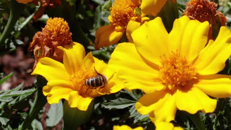 bee collecting nectar from vibrant yellow marigolds