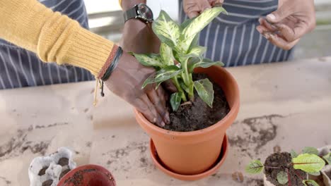 hands of african american couple in aprons planting in sunny garden, slow motion