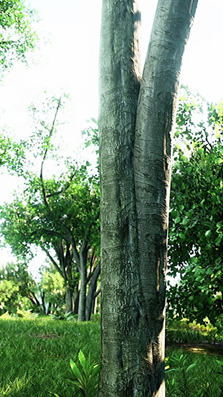 푸른 숲 속 의 빛