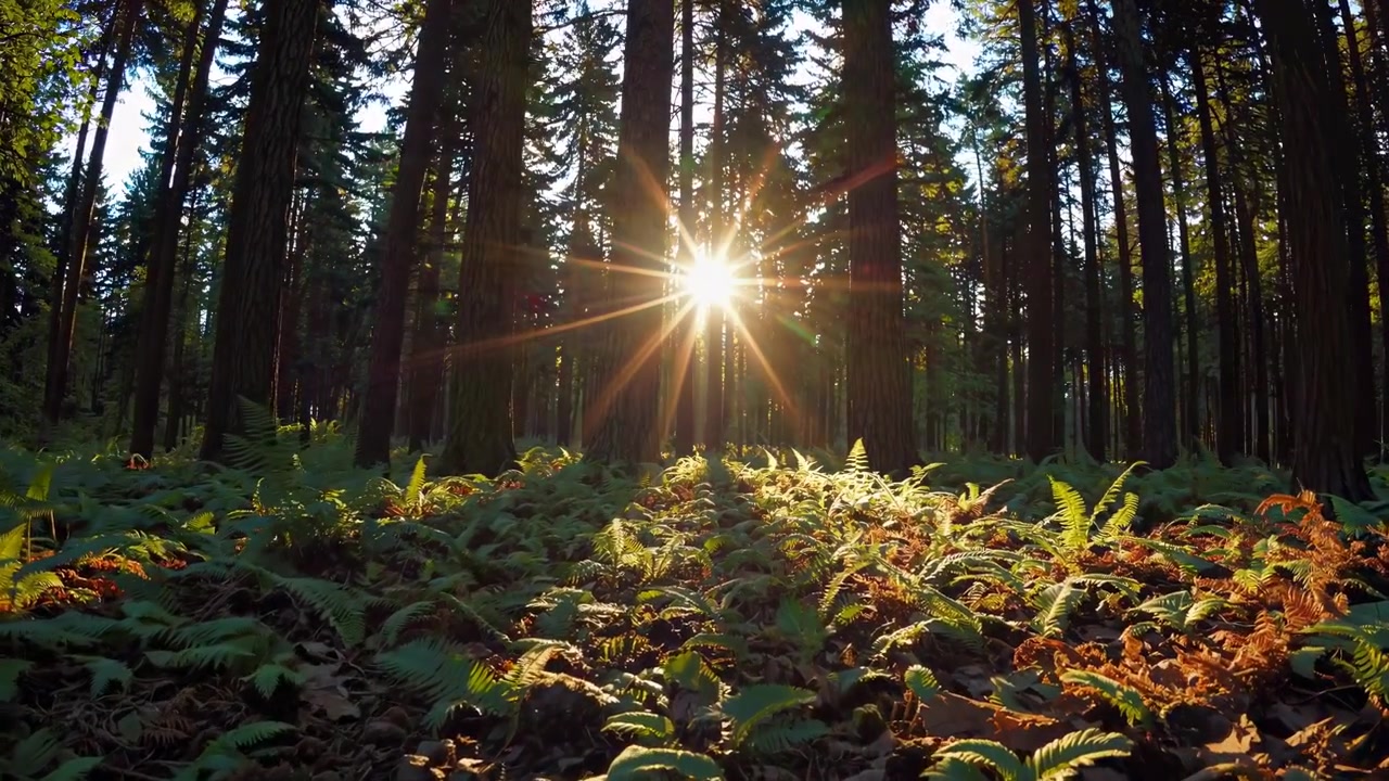 Sunlight Streaming Through Trees in a Lush Forest