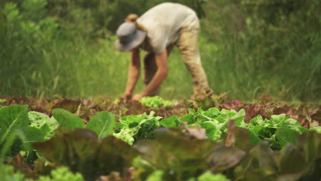 joven trabajador agrícola plantando lechuga orgánica en un campo de vegetales verdes saludables