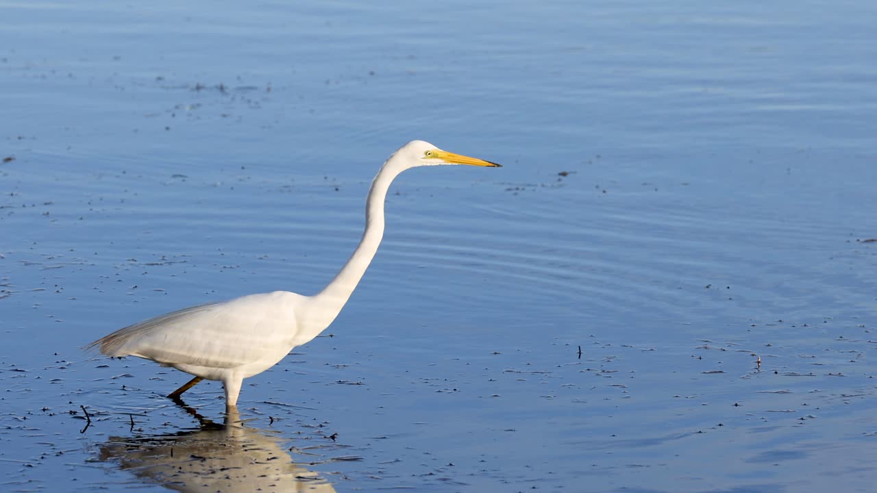эгрет, стоящий и движущийся в воде.