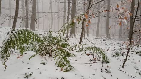 close up view of fern and small branch with leaves moving in snow covered german forest