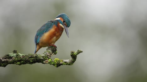 river kingfisher perched on branch scans terrain below for prey, thirds