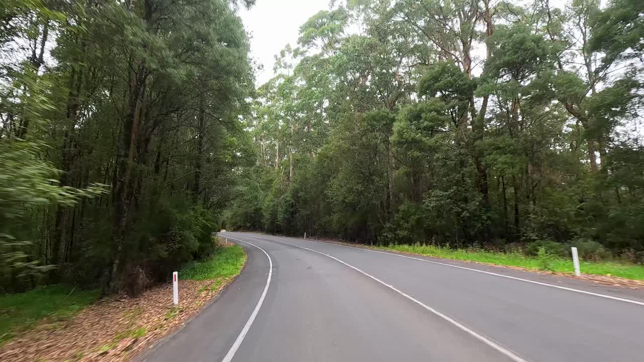 A serene drive along a tree-lined road with lush greenery and gentle curves, captured in natural daylight