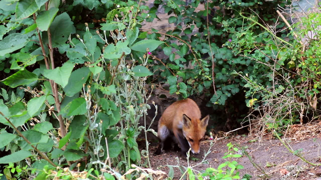 紅狐在蘇格蘭的野外生活