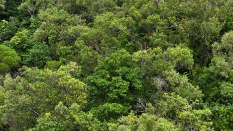 aerial view of dense, vibrant rainforest canopy in daintree national park, showcasing diverse greenery under natural daylight