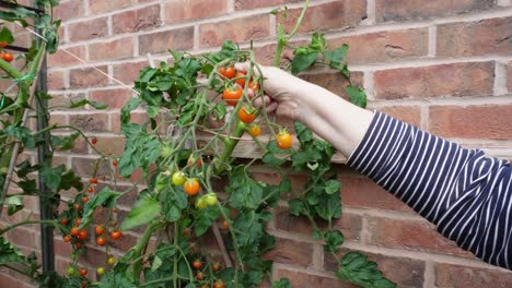 woman harvesting ripe orange tomatoes from a plant against a brick wall