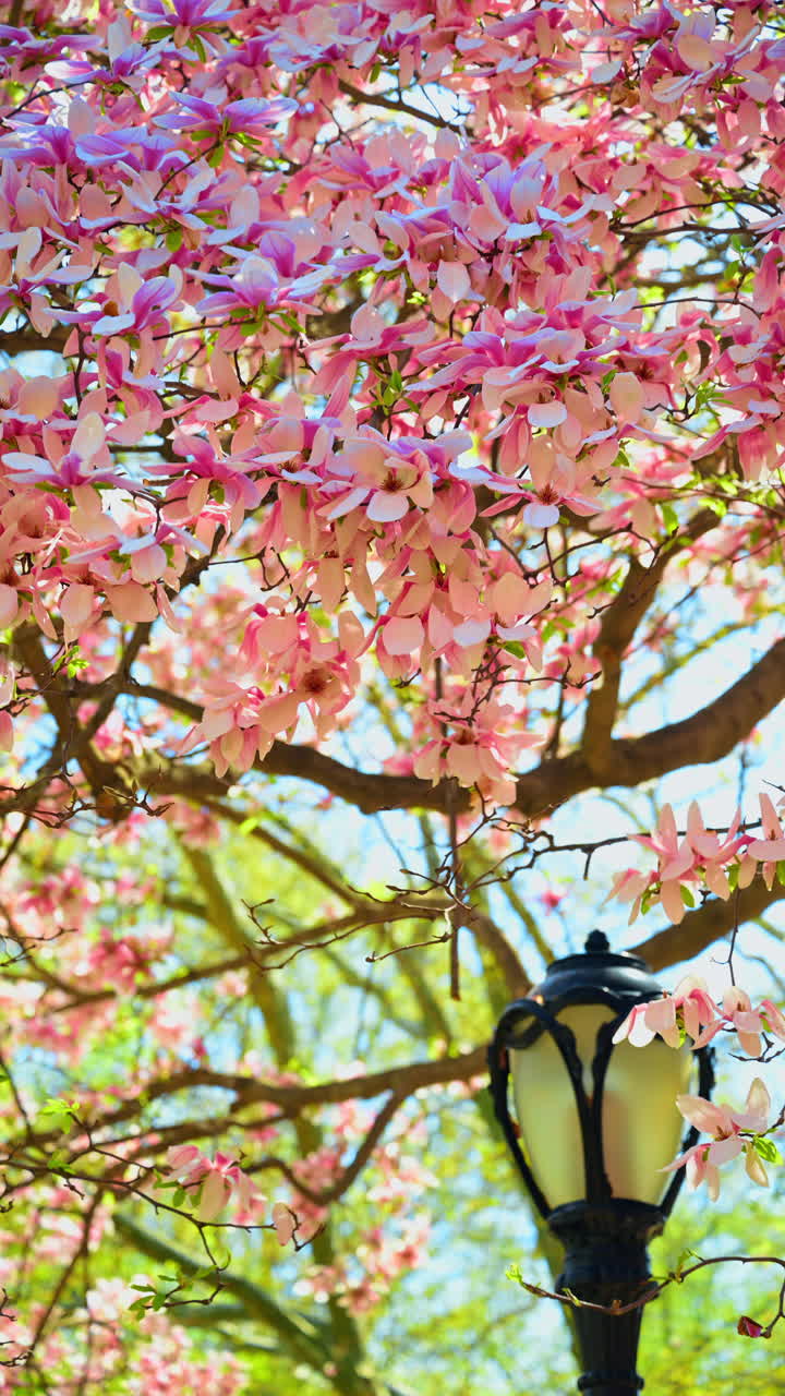 Magnolia flowers and vintage lamppost in Central Park NYC. Medium shot of pink magnolia blossoms with a classic New York City park lamppost