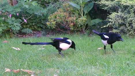 a pair of magpie bird pecking on the green lawn