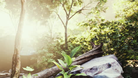 green tropical forest with rays of light