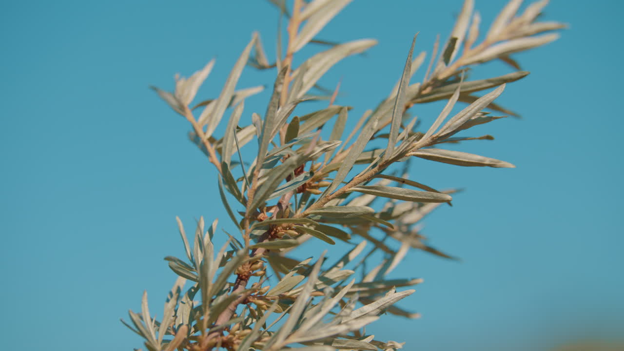 bayas de espino cerval de mar orgánicas verdes que crecen en un árbol de cerca con una profundidad de campo poco profunda en un día ventoso en cámara lenta