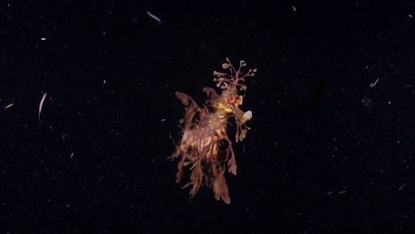 Leafy-Sea-Dragons-Phycodurus-eques-feeding-at-night-with-eggs-4k-25fps-slow-motion