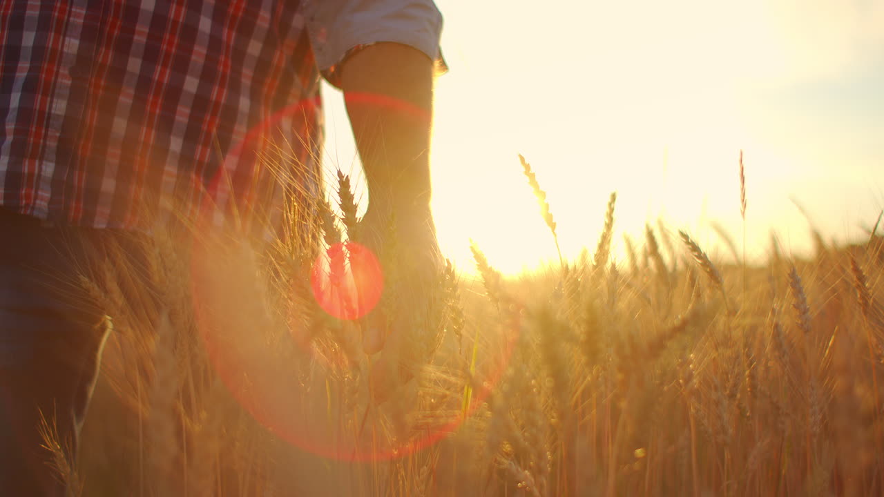 hombre agrónomo agricultor en un campo de trigo dorado al atardecer. hombre mira las orejas del trigo vista de atrás. la mano del agricultor toca la orejilla del trigo al atardecer. el agricultor inspecciona un campo de trigo maduro.