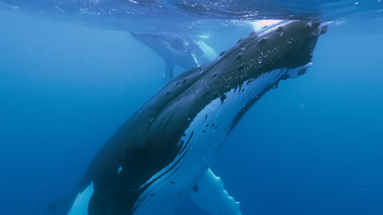 Humpback whales swim near the surface of the ocean in clear blue water